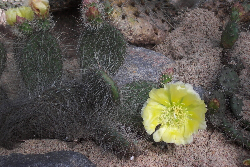opuntia polyacantha v. hystricina kw